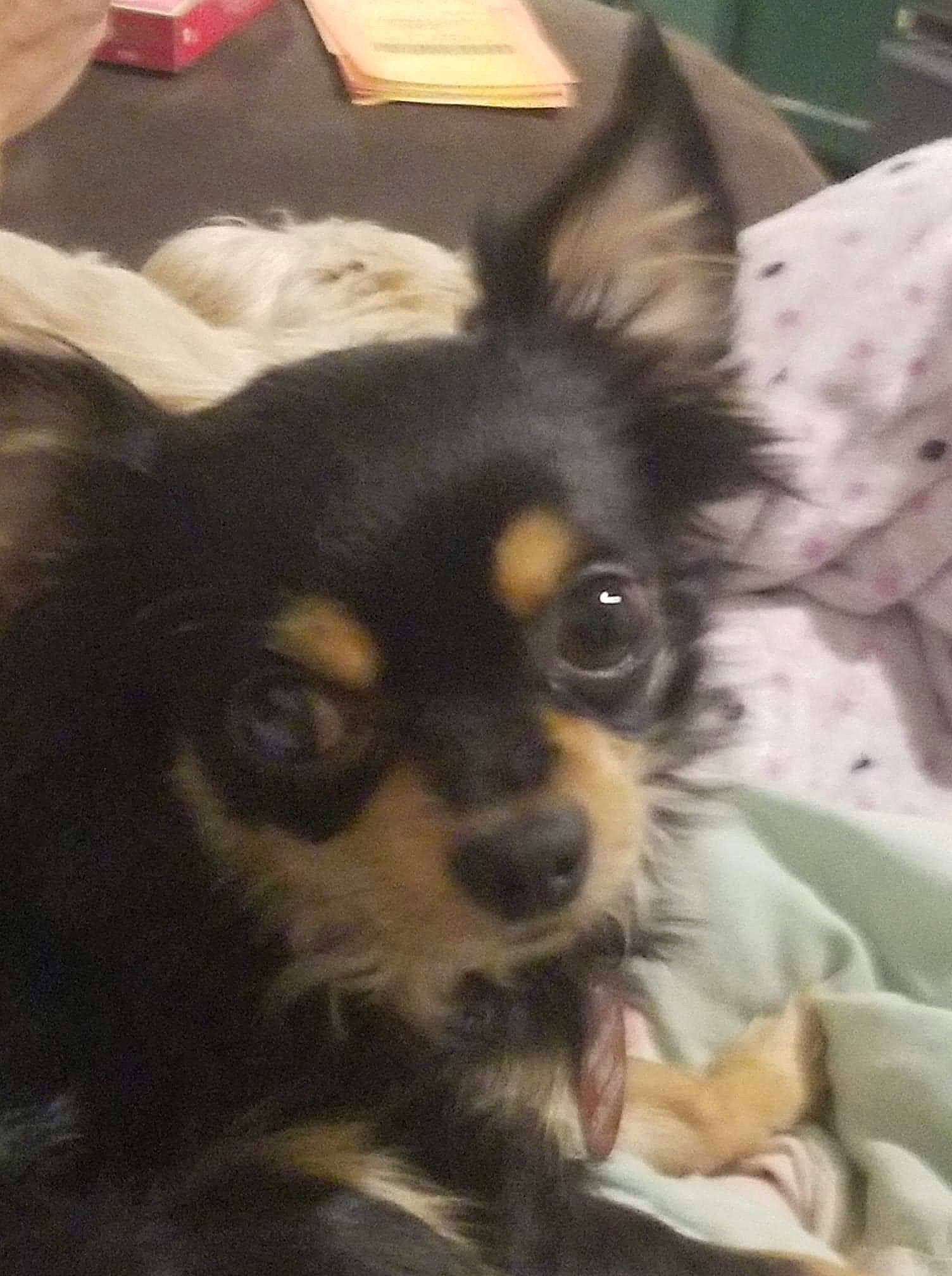 Dixon joined the competition — help win amazing prizes! canidae, carnivore, chihuahua, companion_dog, dog, dog_breed, ear, fawn, mammal, puppy, rare_breed_dog, russkiy_toy, snout, sporting_group, toy_dog, vertebrate