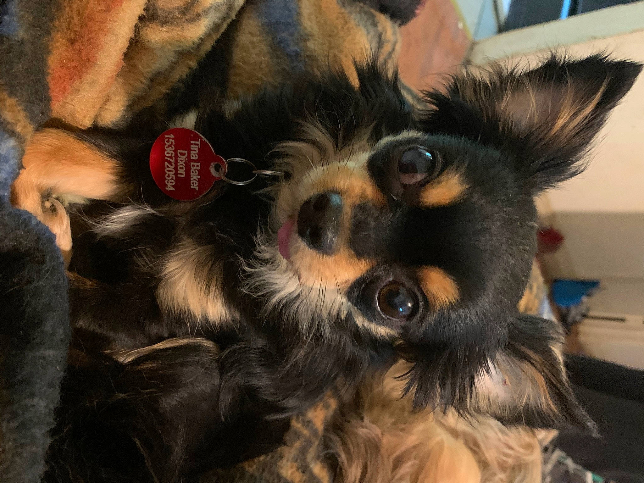 Dixon is registered to the contest to win money with this photo: canidae, carnivore, companion_dog, dog, dog_breed, ear, fawn, fur, mammal, puppy, puppy_love, rare_breed_dog, snout, sporting_group, terrier, toy_dog, vertebrate, whiskers