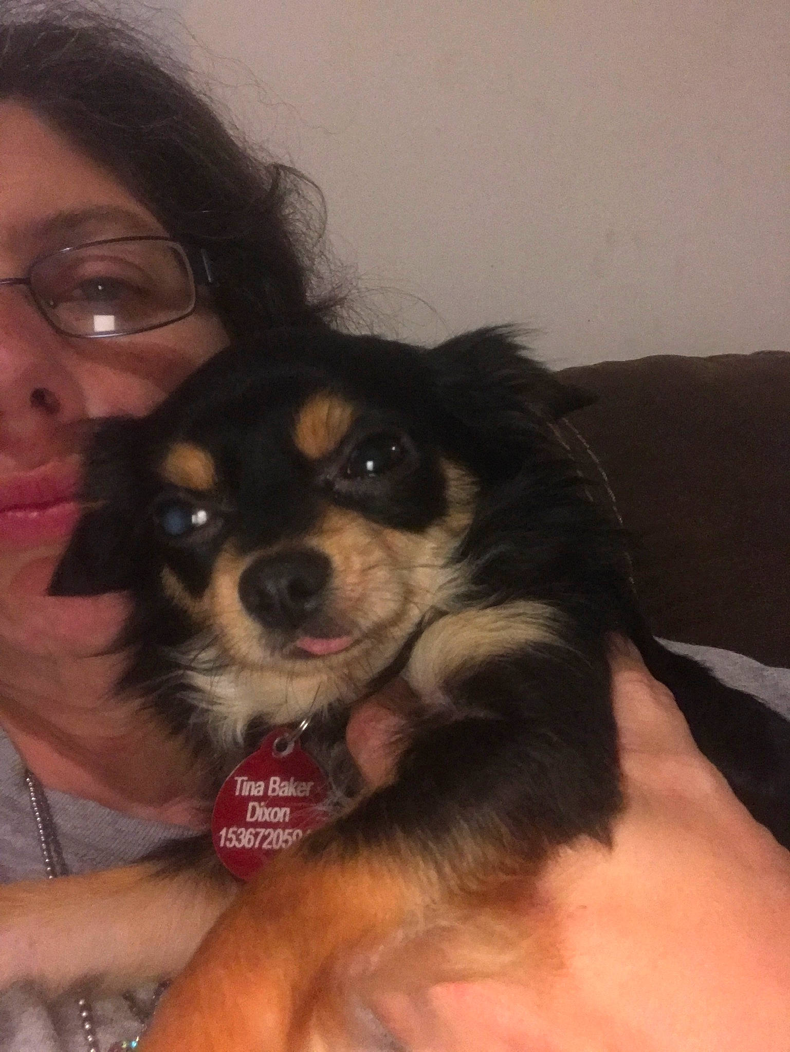 Dixon is registered to the contest to win money with this photo: canidae, carnivore, chihuahua, companion_dog, dog, dog_breed, fawn, puppy, puppy_love, rare_breed_dog, snout, sporting_group, tibetan_spaniel, toy_dog