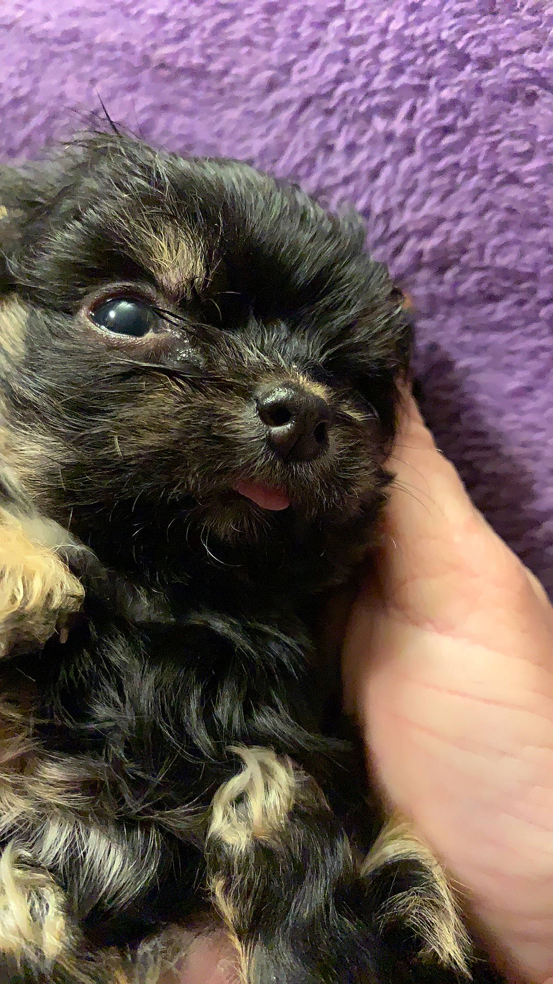 Dixon Maverick joined the competition — help win amazing prizes! canidae, carnivore, claw, companion_dog, dog, dog_breed, fur, liver, non_sporting_group, paw, puppy, small_terrier, snout, sporting_group, terrestrial_animal, terrier, toy_dog, water_dog, whiskers, working_animal