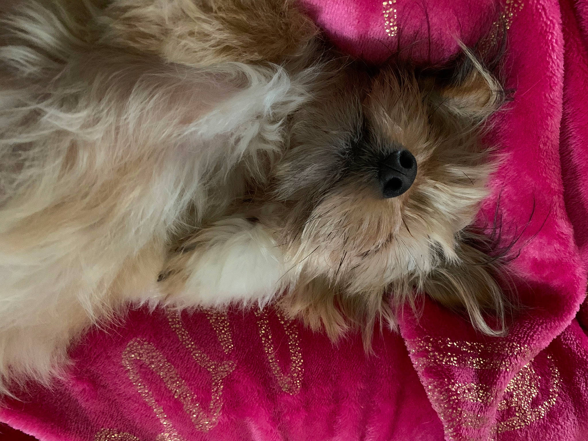 Sassy joined the competition — help win amazing prizes! bolonka, canidae, carnivore, chinese_imperial_dog, companion_dog, dog, dog_breed, fur, lhasa_apso, maltepoo, morkie, pink, puppy, puppy_love, schnoodle, shih_tzu, snout, terrier, toy_dog