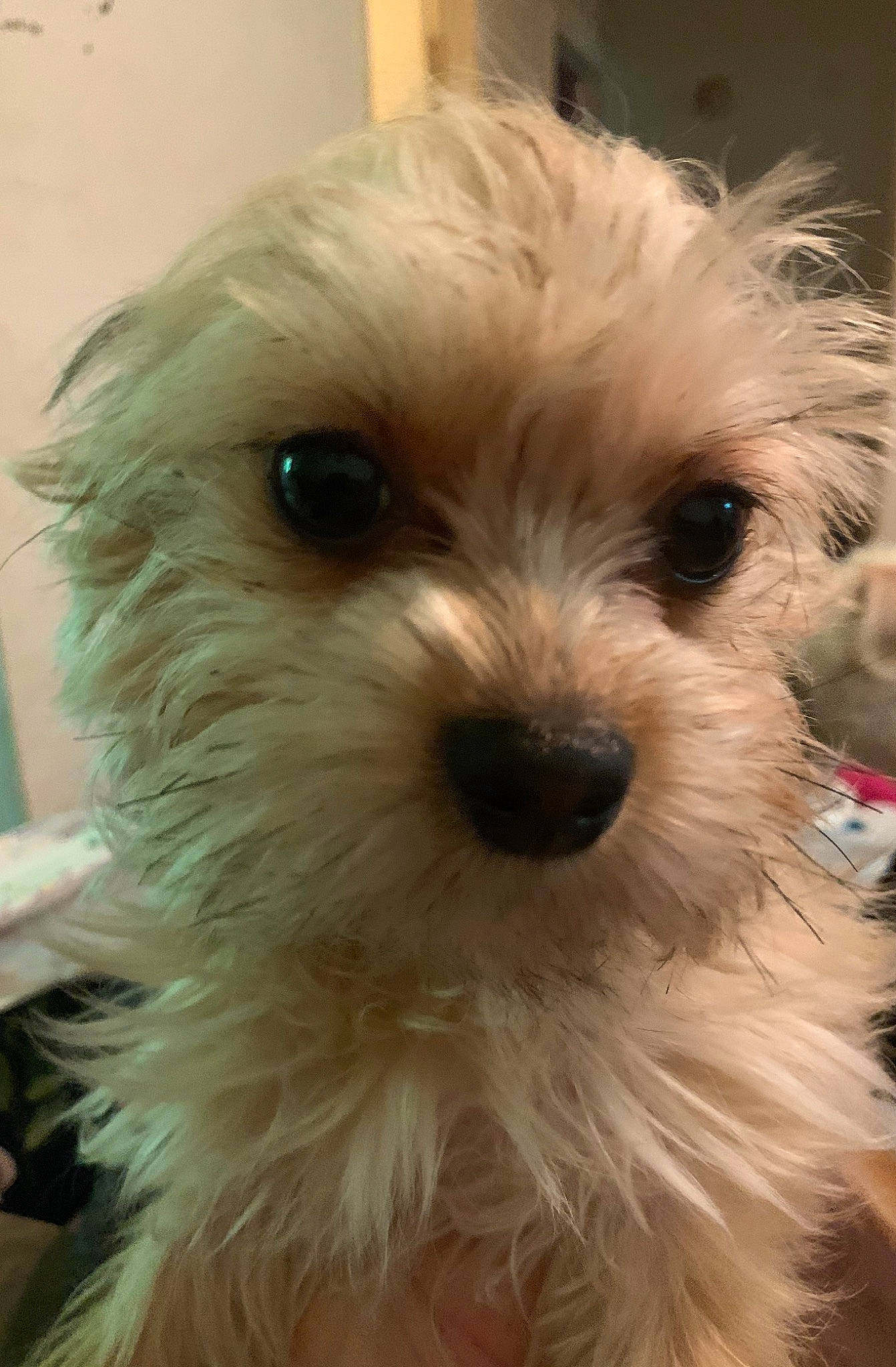 Sassy joined the competition — help win amazing prizes! bolonka, canidae, carnivore, companion_dog, dog, dog_breed, dutch_smoushond, havanese, kyi_leo, maltepoo, maltese, mammal, morkie, nose, puppy, schnoodle, snout, sporting_lucas_terrier, vertebrate, west_highland_white_terrier