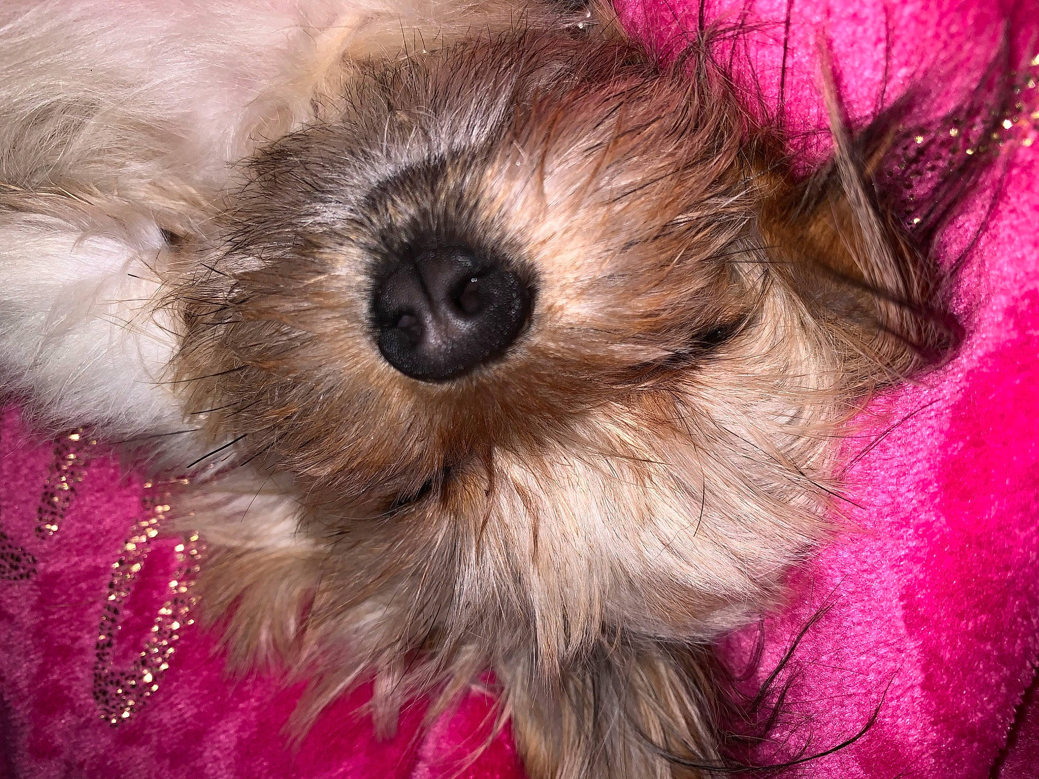 Sassy is registered to the contest to win money with this photo: bolonka, canidae, carnivore, chinese_imperial_dog, close_up, companion_dog, dog, dog_breed, fur, lhasa_apso, mammal, morkie, pink, puppy, puppy_love, schnoodle, shih_tzu, snout, terrier, toy_dog