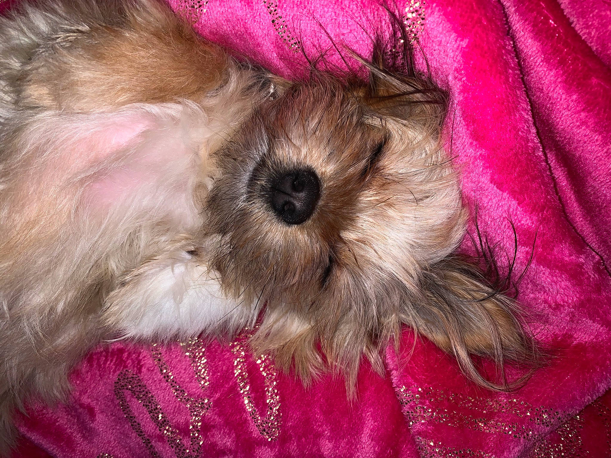 Sassy joined the competition — help win amazing prizes! bolonka, canidae, carnivore, chinese_imperial_dog, companion_dog, dog, dog_breed, glen_of_imaal_terrier, lhasa_apso, maltepoo, mammal, morkie, pink, puppy, puppy_love, rare_breed_dog, schnoodle, shih_tzu, snout, toy_dog