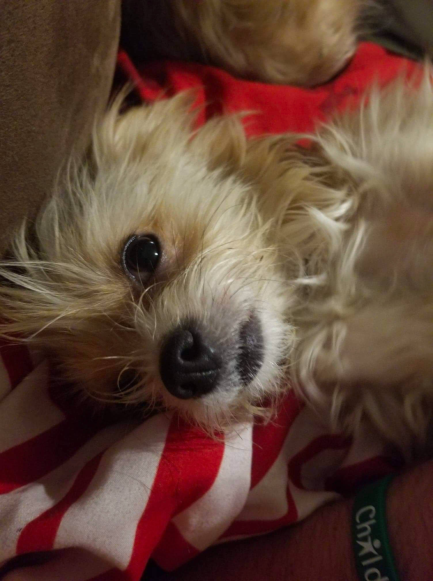 Dancer is registered to the contest to win money with this photo: cairn_terrier, canidae, carnivore, cavachon, companion_dog, dog, dog_breed, glen_of_imaal_terrier, maltepoo, mammal, morkie, puppy, puppy_love, rare_breed_dog, schnoodle, shih_tzu, sporting_lucas_terrier, terrier, toy_dog, west_highland_white_terrier