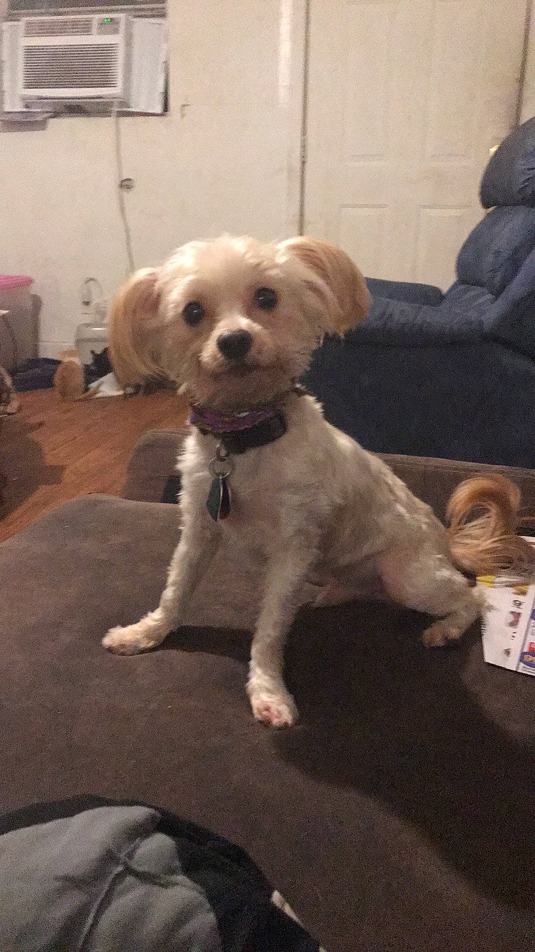 Pineapple joined the competition — help win amazing prizes! canidae, carnivore, cavachon, cavapoo, cockapoo, companion_dog, dog, dog_breed, lhasa_apso, maltese, mammal, morkie, puppy, puppy_love, rare_breed_dog, schnoodle, shih_tzu, snout, sporting_group, vertebrate