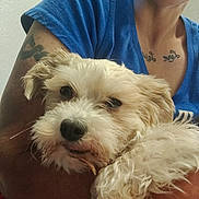 Bandit is registered to the contest to win money with this photo: dog, pet, white_dog, fluffy, close_up, person, arm, tattoo, blue_shirt, indoor, relaxed, cute, companion, animal, face, snout, fur, cuddling, resting, human