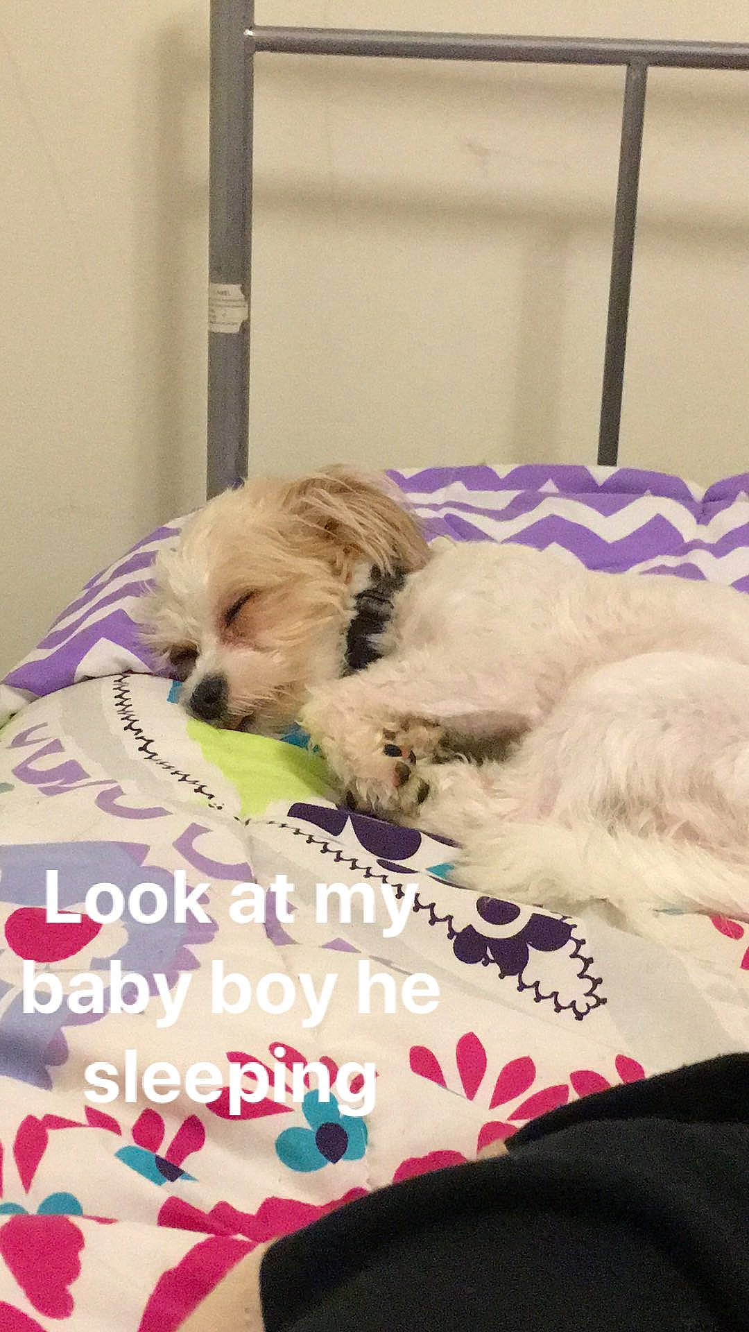 Bandit joined the competition — help win amazing prizes! bed_sheet, canidae, carnivore, cavachon, cavapoo, chinese_imperial_dog, cockapoo, companion_dog, dog, dog_breed, havanese, lhasa_apso, maltese, morkie, nap, non_sporting_group, puppy, puppy_love, shih_tzu, toy_dog