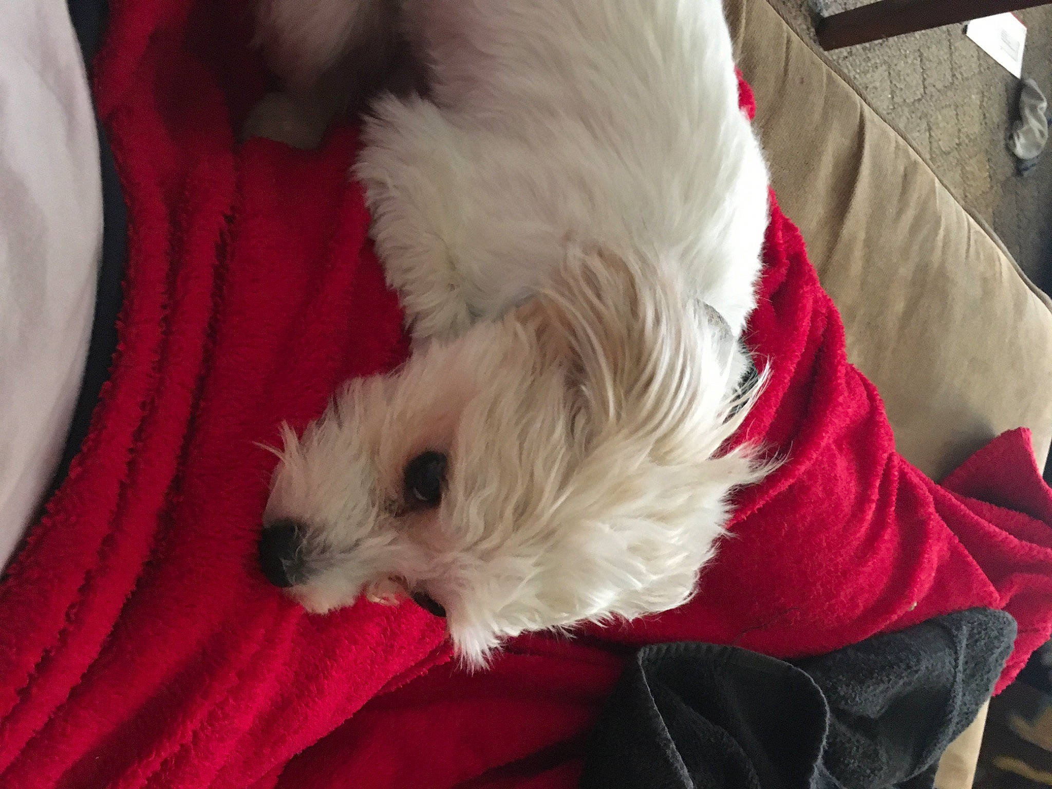 Bandit joined the competition — help win amazing prizes! canidae, carnivore, companion_dog, coton_de_tulear, dog, dog_breed, fur, lhasa_apso, maltese, puppy, schnoodle, shih_tzu, sporting_lucas_terrier, terrier, west_highland_white_terrier