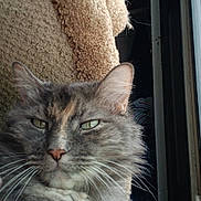 Sissy is registered to the contest to win money with this photo: cat, close_up, green_eyes, fluffy, gray_cat, window, natural_light, indoor, pet, feline, relaxed, texture, beige, animal, whiskers, ears, portrait, looking, resting, soft
