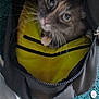 Sissy joined the competition — help win amazing prizes! animal, bag, carpet, cat, closeup, coin, curious, domestic, eyes, face, furry, indoor, looking_up, pet, pouch, soft, texture, whiskers, yellow_interior, zipper
