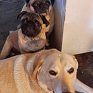 Sunny joined the competition — help win amazing prizes! dog, pug, labrador, pets, indoor, floor, corner, three_animals, looking_at_camera, closeup, companion, animal, mammal, domestic_animal, cute, portrait, resting, brown, beige, fur