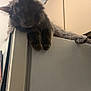 Grayson joined the competition — help win amazing prizes! animal, appliance, cabinet, cat, ceiling, curious, domestic, ears, feline, fur, gray_cat, household, indoor, kitchen, lounging, paws, pet, refrigerator, relaxed, whiskers