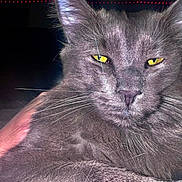 Grayson joined the competition — help win amazing prizes! animal, cat, close_up, cute, domestic_cat, expression, face, feline, fur, gray_cat, hand, indoor, looking, mammal, pet, petting, portrait, resting, whiskers, yellow_eyes