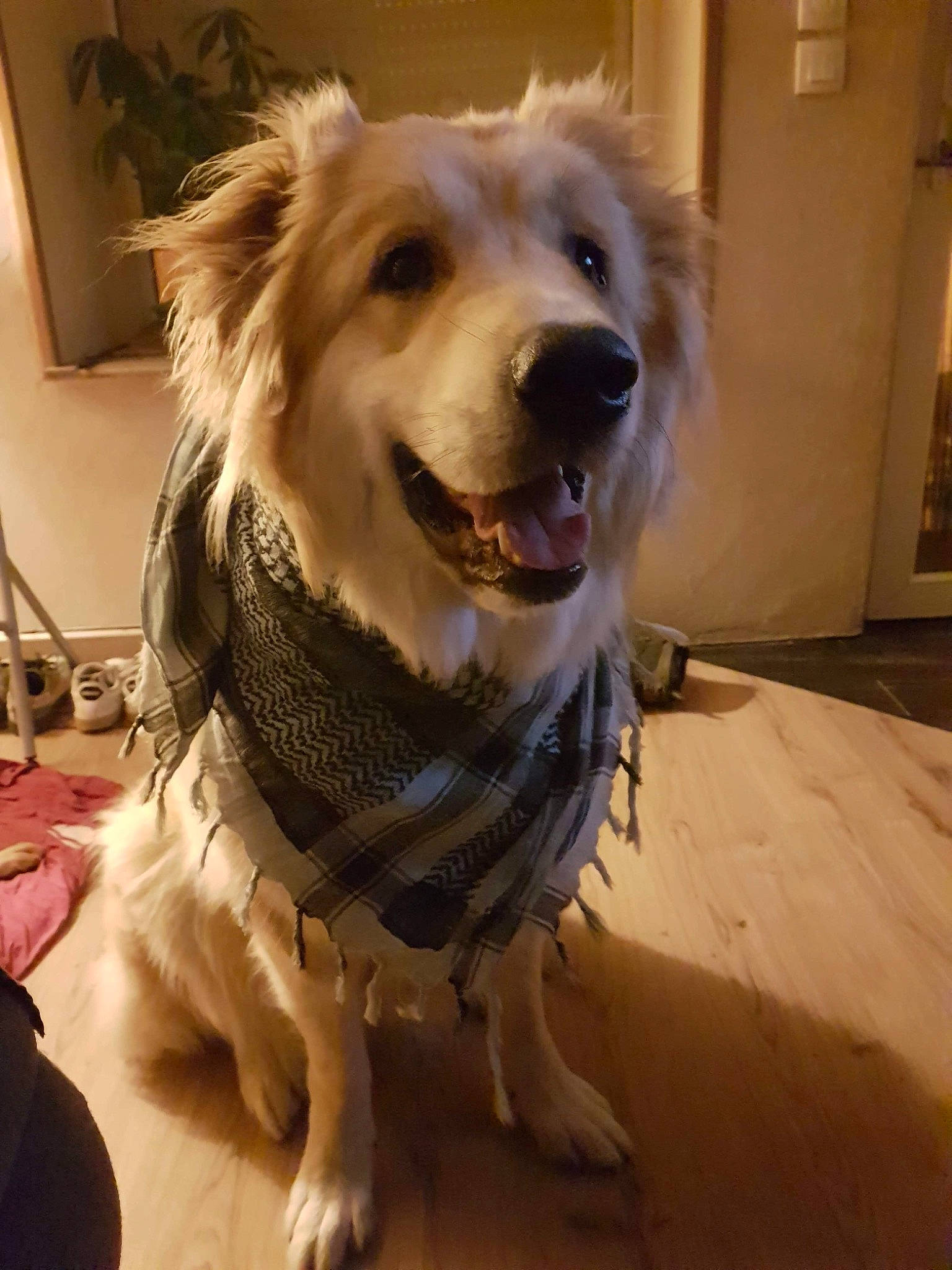 Volga a rejoint le concours — aidez-le/la à gagner de superbes lots ! basque_shepherd_dog, canidae, carnivore, companion_dog, dog, dog_breed, fur, golden_retriever, mammal, rare_breed_dog, retriever, snout, sporting_group