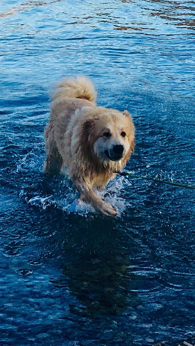 Volga a rejoint le concours — aidez-le/la à gagner de superbes lots ! canidae, carnivore, dog, dog_breed, golden_retriever, mammal, sea, sporting_group, terrier, vertebrate, water