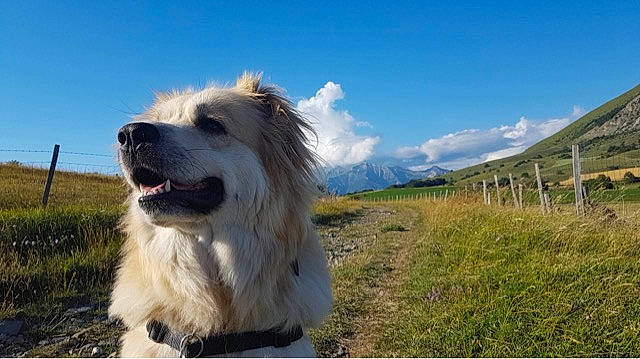 Volga a rejoint le concours — aidez-le/la à gagner de superbes lots ! border_collie, canidae, carnivore, companion_dog, dog, dog_breed, elo, mammal, sporting_group, vertebrate