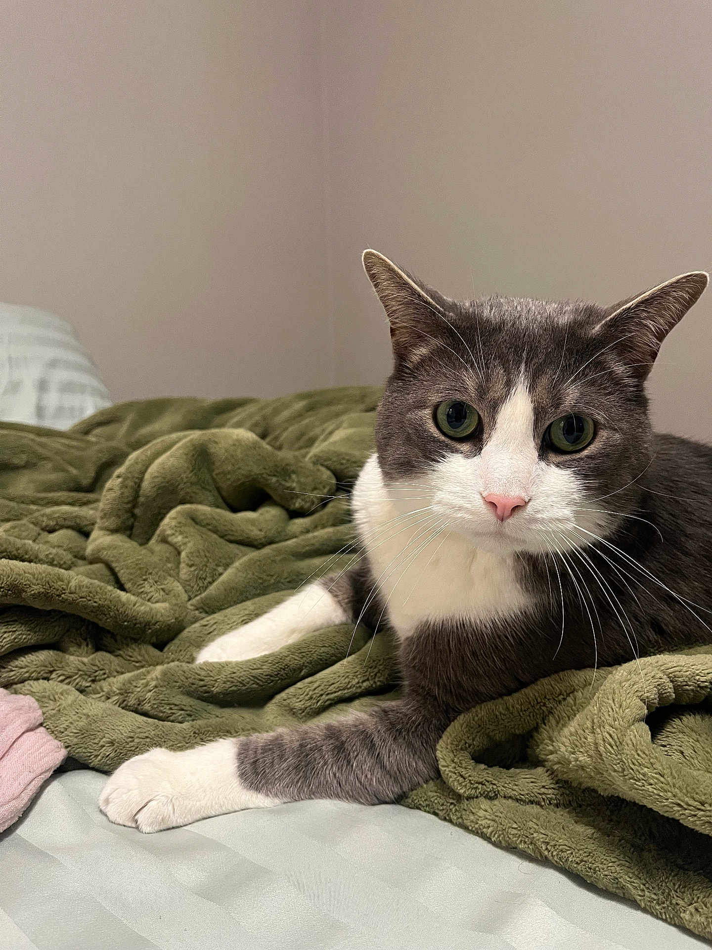 Sokka is registered to the contest to win money with this photo: cat, grey_cat, white_cat, pet, animal, feline, bed, blanket, indoor, cozy, relaxed, fur, whiskers, curious, resting, domestic_animal, cute, close_up, soft_texture, comfortable