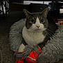 animal, bed, booties, carpet, cat, closeup, comfort, cozy, cute, domestic, feline, fluffy, gray, indoor, looking, orange, paws, pet, resting, white