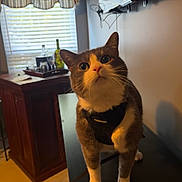 Sokka is registered to the contest to win money with this photo: cat, indoor, curious, pet, feline, harness, table, cabinet, window, blinds, curtains, television, cables, glass_bottle, wooden_furniture, floor, wall, animal, domestic, looking_up