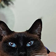 Shadow joined the competition — help win amazing prizes! cat, siamese_cat, close_up, blue_eyes, whiskers, fur, pet, indoor, animal, face, ears, collar, bell, domestic_animal, portrait, feline, looking, cute, mammal