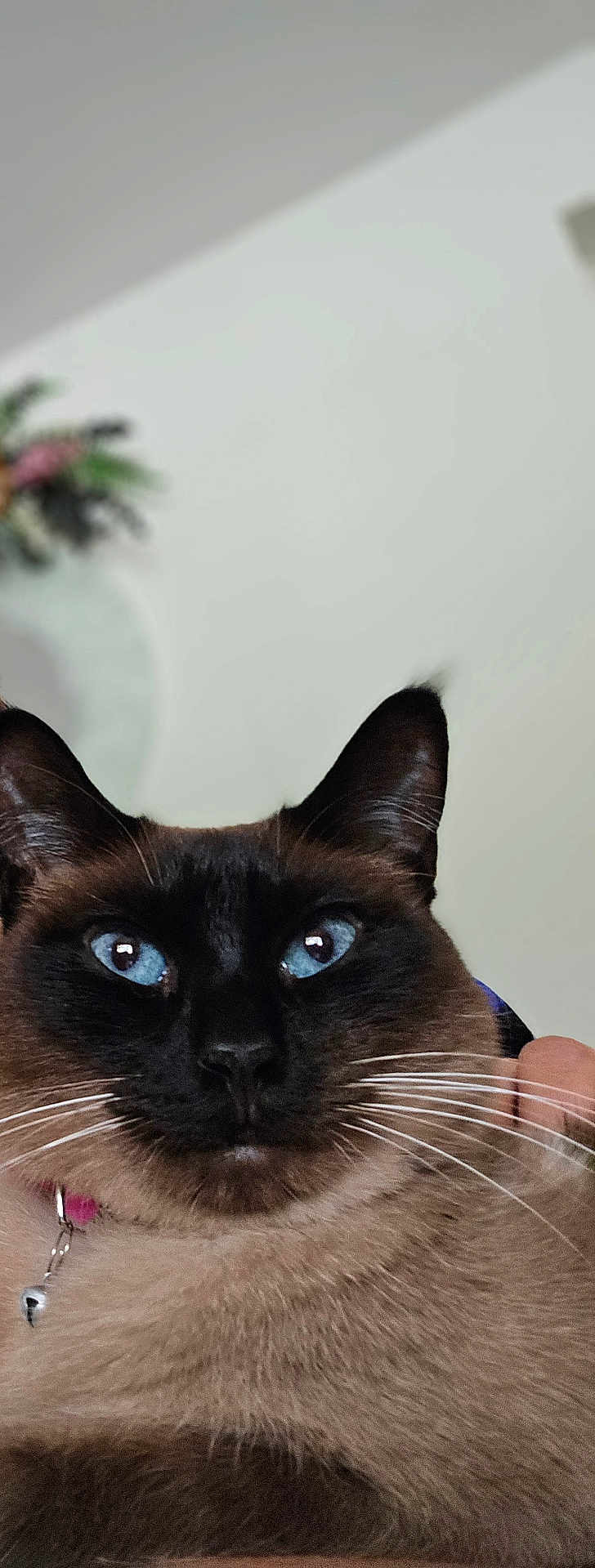 Shadow joined the competition — help win amazing prizes! cat, siamese_cat, close_up, blue_eyes, whiskers, fur, pet, indoor, animal, face, ears, collar, bell, domestic_animal, portrait, feline, looking, cute, mammal