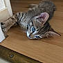 kitten, cat, tabby, floor, wooden_floor, indoor, pet, animal, cute, curious, young, small, feline, whiskers, ears, paw, lying_down, closeup, domestic_cat, resting