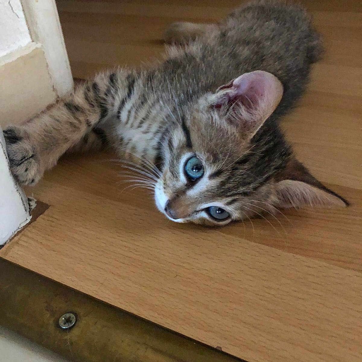 Tigrou Laetitia a rejoint le concours — aidez-le/la à gagner de superbes lots ! animal, cat, closeup, curious, cute, domestic_cat, ears, feline, floor, indoor, kitten, lying_down, paw, pet, resting, small, tabby, whiskers, wooden_floor, young