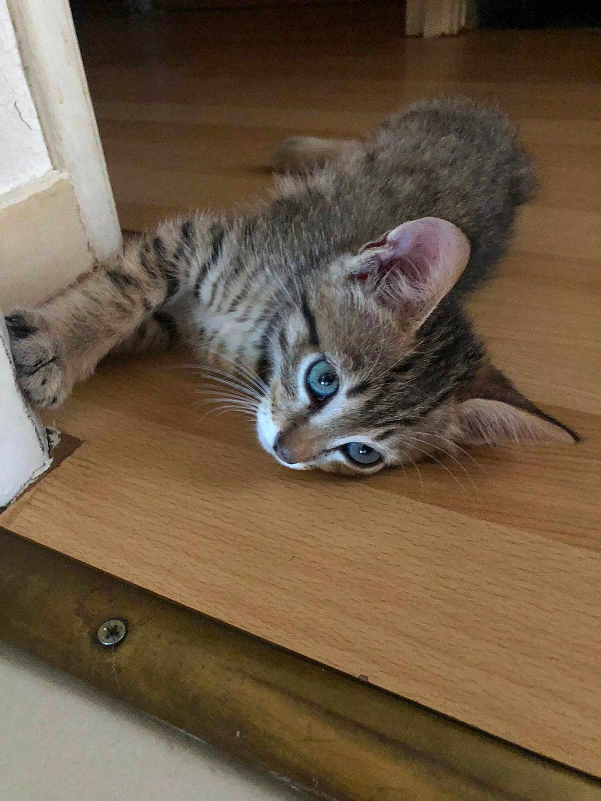Tigrou Laetitia a rejoint le concours — aidez-le/la à gagner de superbes lots ! kitten, cat, tabby, floor, wooden_floor, indoor, pet, animal, cute, curious, young, small, feline, whiskers, ears, paw, lying_down, closeup, domestic_cat, resting