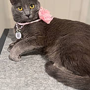 Aurora is registered to the contest to win money with this photo: cat, close_up, collar, ears, feline, fur, gaze, gray_cat, indoor, lying_down, necklace, pet, pink_flower, portrait, qr_code, relaxed, table, tag, whiskers, yellow_eyes