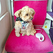 Lilas participe au concours pour gagner de l'argent avec cette photo : dog, small_dog, fluffy, pet_harness, pink_seat, public_transport, window, curious, sitting, indoor, white_object, seat_back, floor, leash, animal, companion, travel, cute, fur, domestic_animal