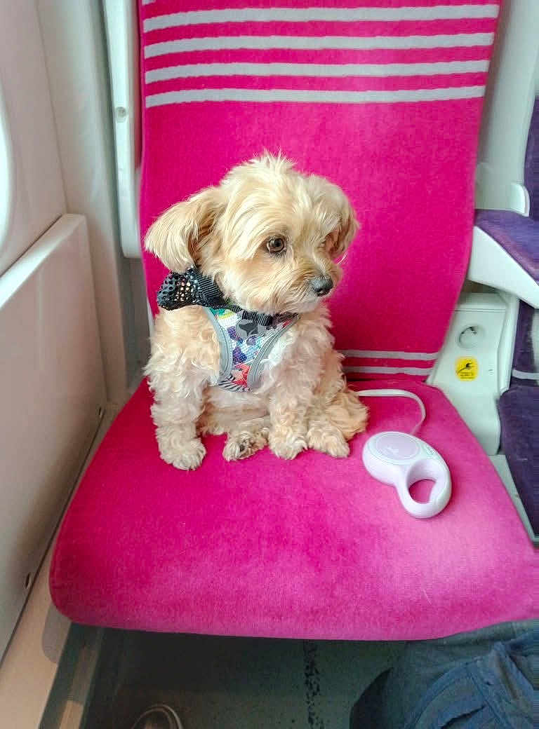 Lilas participe au concours pour gagner de l'argent avec cette photo : dog, small_dog, fluffy, pet_harness, pink_seat, public_transport, window, curious, sitting, indoor, white_object, seat_back, floor, leash, animal, companion, travel, cute, fur, domestic_animal