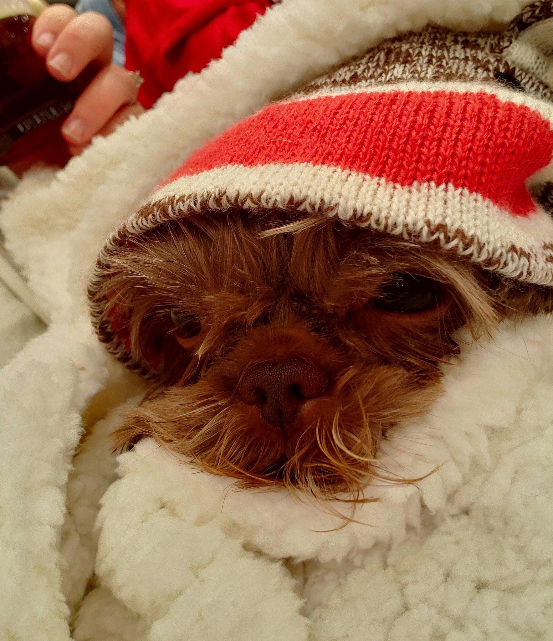 Wicket is registered to the contest to win money with this photo: bolonka, canidae, carnivore, cavapoo, cockapoo, companion_dog, dog, dog_breed, ear, fur, havanese, lagotto_romagnolo, puppy, puppy_love, schnoodle, shih_tzu, snout, spanish_water_dog, sporting_group, toy_dog