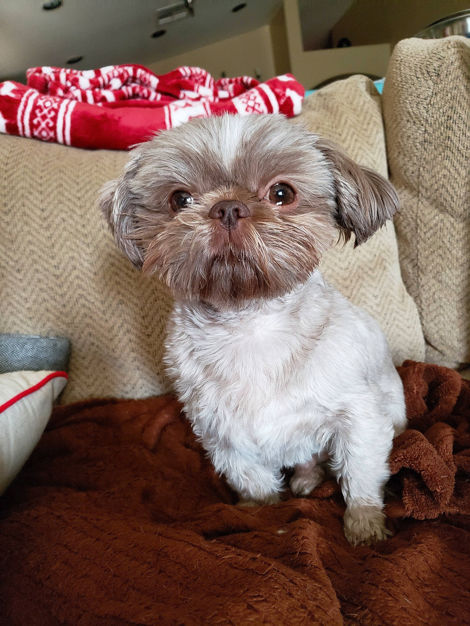 Wicket joined the competition — help win amazing prizes! affenpinscher, bolonka, canidae, carnivore, chinese_imperial_dog, companion_dog, dog, dog_breed, griffon_bruxellois, maltepoo, mammal, pekapoo, puppy, rare_breed_dog, schnoodle, shih_tzu, snout, sporting_group, toy_dog, vertebrate