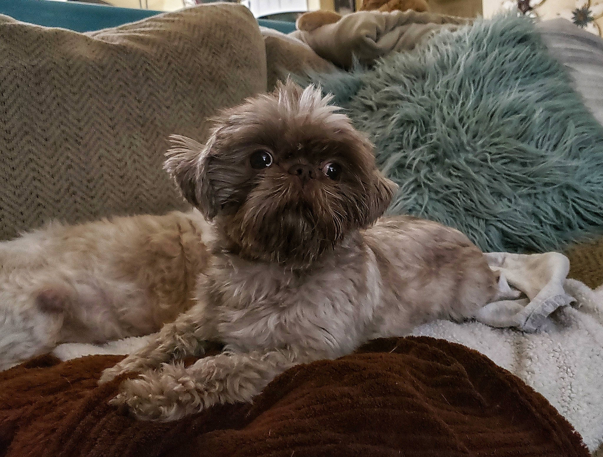 Wicket joined the competition — help win amazing prizes! affenpinscher, bolonka, canidae, carnivore, chinese_imperial_dog, companion_dog, dog, dog_breed, fawn, fur, griffon_bruxellois, liver, mammal, pekapoo, puppy, shih_poo, shih_tzu, sporting_group, toy_dog, vertebrate