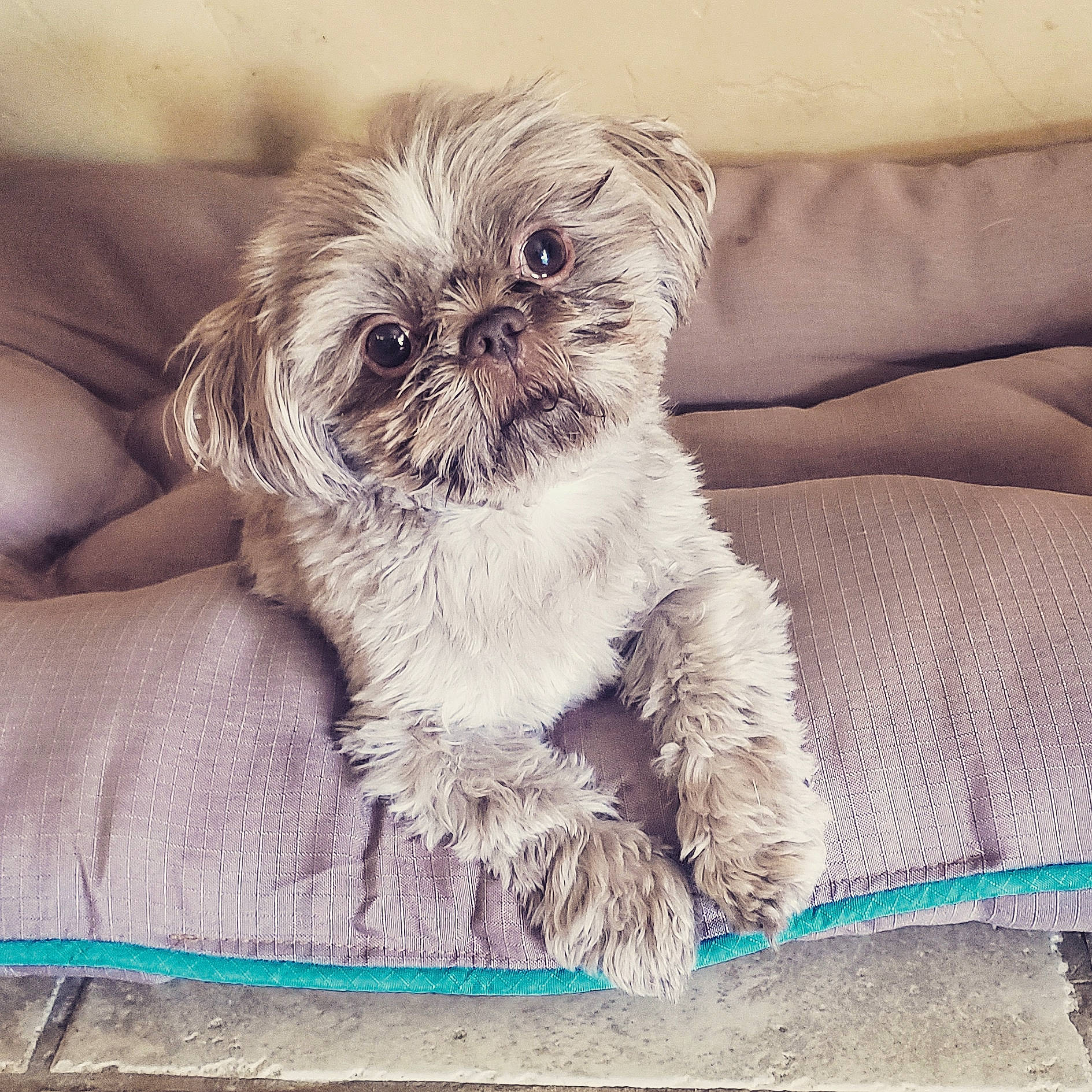 Wicket is registered to the contest to win money with this photo: affenpinscher, canidae, carnivore, chinese_imperial_dog, companion_dog, dog, dog_breed, eye, griffon_bruxellois, mammal, pekapoo, puppy, rare_breed_dog, schnoodle, shih_tzu, skin, snout, sporting_group, toy_dog, vertebrate