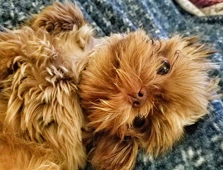 Wicket is registered to the contest to win money with this photo: australian_terrier, canidae, carnivore, companion_dog, dog, dog_breed, dutch_smoushond, fur, glen_of_imaal_terrier, maltepoo, norwich_terrier, puppy, rare_breed_dog, sapsali, schnoodle, small_terrier, sporting_group, sporting_lucas_terrier, terrier, yorkshire_terrier