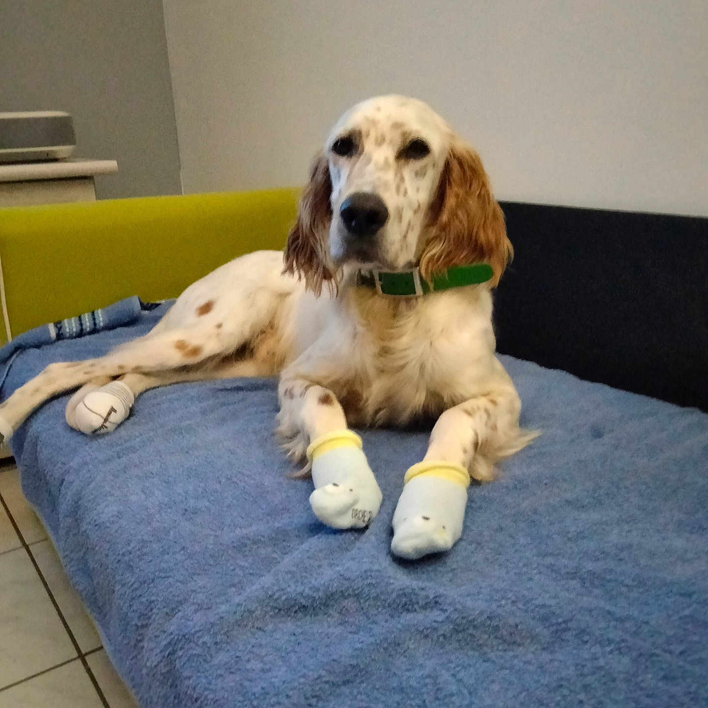 Tango a rejoint le concours — aidez-le/la à gagner de superbes lots ! animal, bed, blanket, canine, clothing, cockerspaniel, couch, cushion, doctor, dog, furniture, homedecor, hosiery, hound, indoors, interiordesign, pet, pointer, puppy, sock