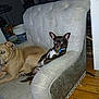 animal, brown_dog, canine, collar, companion, couch, dog, domestic_animal, furniture, household, indoor, large_dog, living_room, pet, relaxing, resting, seat, small_dog, tan_dog, wood_floor