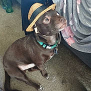Storm is registered to the contest to win money with this photo: dog, small_dog, brown_dog, hat, straw_hat, collar, indoor, carpet, pet, sitting, curious, animal, companion, domestic_animal, cute, close_up, floor, person_partial, clothing, floral_pattern