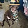 Storm joined the competition — help win amazing prizes! dog, small_dog, brown_dog, hat, straw_hat, feathers, carpet, indoor, pet, collar, tags, looking_up, sitting, floor, animal, cute, wide_eyes, accessory, domestic_animal, funny_hat
