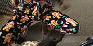 Storm joined the competition — help win amazing prizes! black_dog, brown_dog, carpet, casual, cozy, dog, floor, gingerbread, holiday_theme, home, indoor, interaction, matching_outfits, pajamas, patterned_pajamas, person, pet, pet_clothing, playful, seated