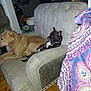 Storm is registered to the contest to win money with this photo: dog, couch, indoor, pet, animal, relaxing, brown_dog, small_dog, furniture, wood_floor, collar, domestic, living_room, resting, two_dogs, canine, side_view, household, companion, cozy