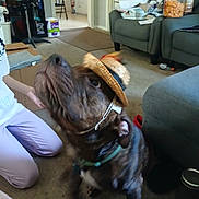 Sapphire is registered to the contest to win money with this photo: dog, hat, living_room, person, hand, treat, carpet, furniture, sofa, container, snack, clothing, indoors, brown_dog, pet, playful, kneeling, blur, toy, casual