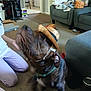 dog, hat, living_room, person, hand, treat, carpet, furniture, sofa, container, snack, clothing, indoors, brown_dog, pet, playful, kneeling, blur, toy, casual