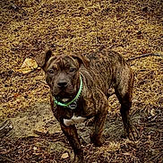 Sapphire joined the competition — help win amazing prizes! alert, animal, brindle, brown, canine, collar, curious, daylight, dog, earth, fur, grass, ground, leaves, mammal, nature, outdoor, pet, standing, young_dog