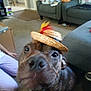 dog, hat, straw_hat, feathers, indoor, living_room, couch, carpet, person, snack_jar, blurred, close_up, pet, brown_dog, curious, cute, animal, playful, furniture, casual