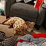 bag, box, brown_dog, carpet, casual, clothing, collar, couch, dog, domestic, fabric, furniture, indoor, living_room, messy, patterned_clothing, pet, plastic_bag, relaxed, resting