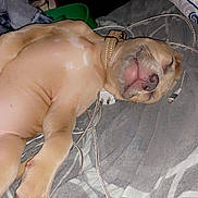 Diamond is registered to the contest to win money with this photo: animal, bed, blanket, cable, collar, cozy, cute, domestic, fur, indoor, napping, nose, paw, pet, puppy, relaxed, resting, sleeping, tan, whiskers