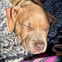Diamond is registered to the contest to win money with this photo: blanket, close_up, collar, comfort, cozy, cute, dog, ears, fur, indoor, nose, pet, puppy, relaxation, resting, sleeping, soft, texture, warm_light, young_dog
